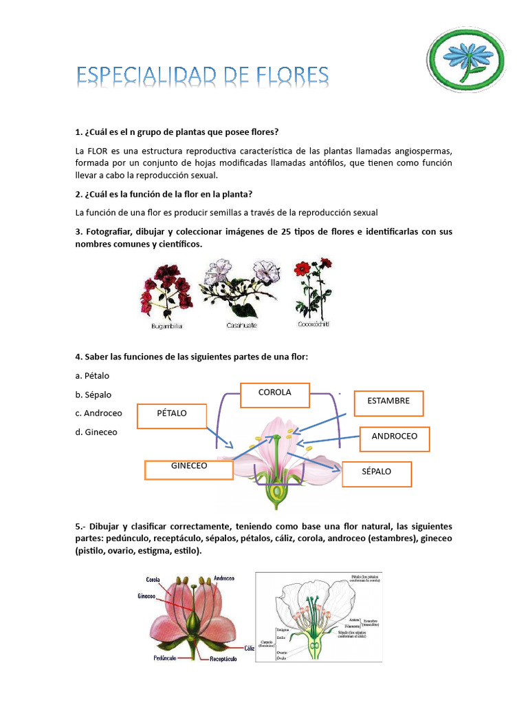 Estructura y funciones de las flores | PDF | Flores | Pétalo