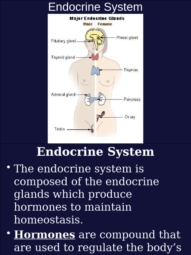 Overview of the Human Endocrine System | PDF | Menstrual Cycle ...