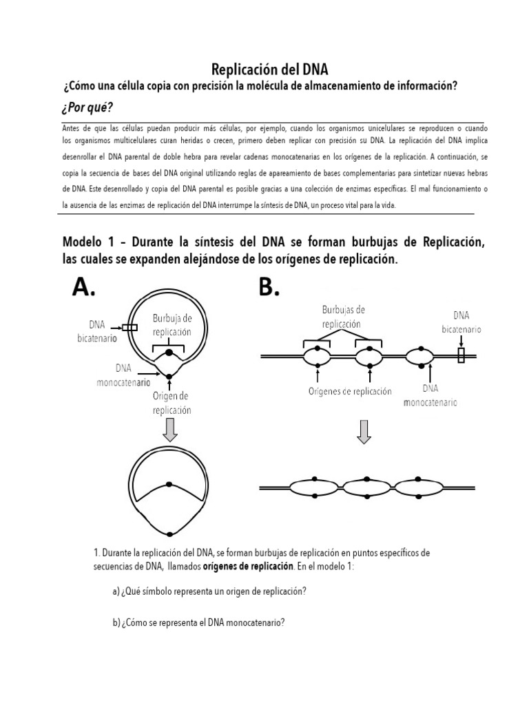 Replicaciondeldna 220824032919 7eea70a5 | PDF | Replicación De Adn | Adn