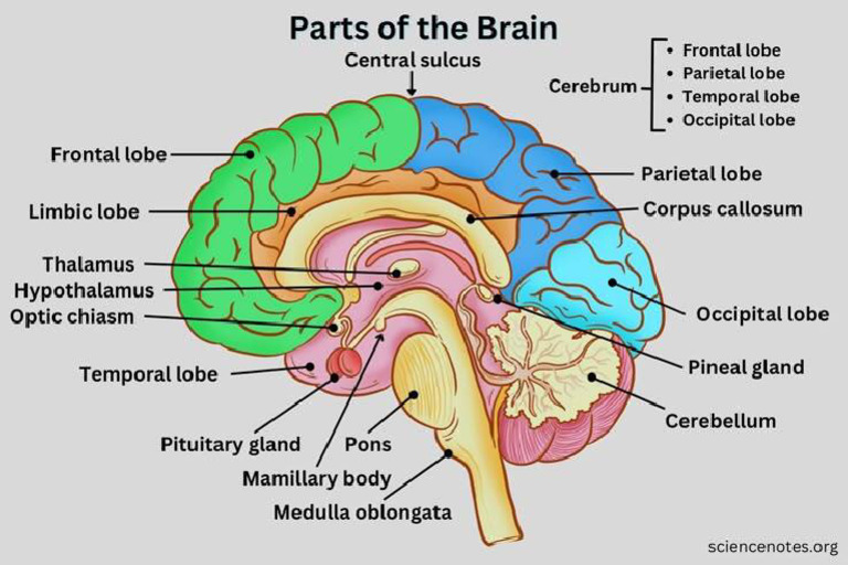 Anatomy of A Brain | PDF