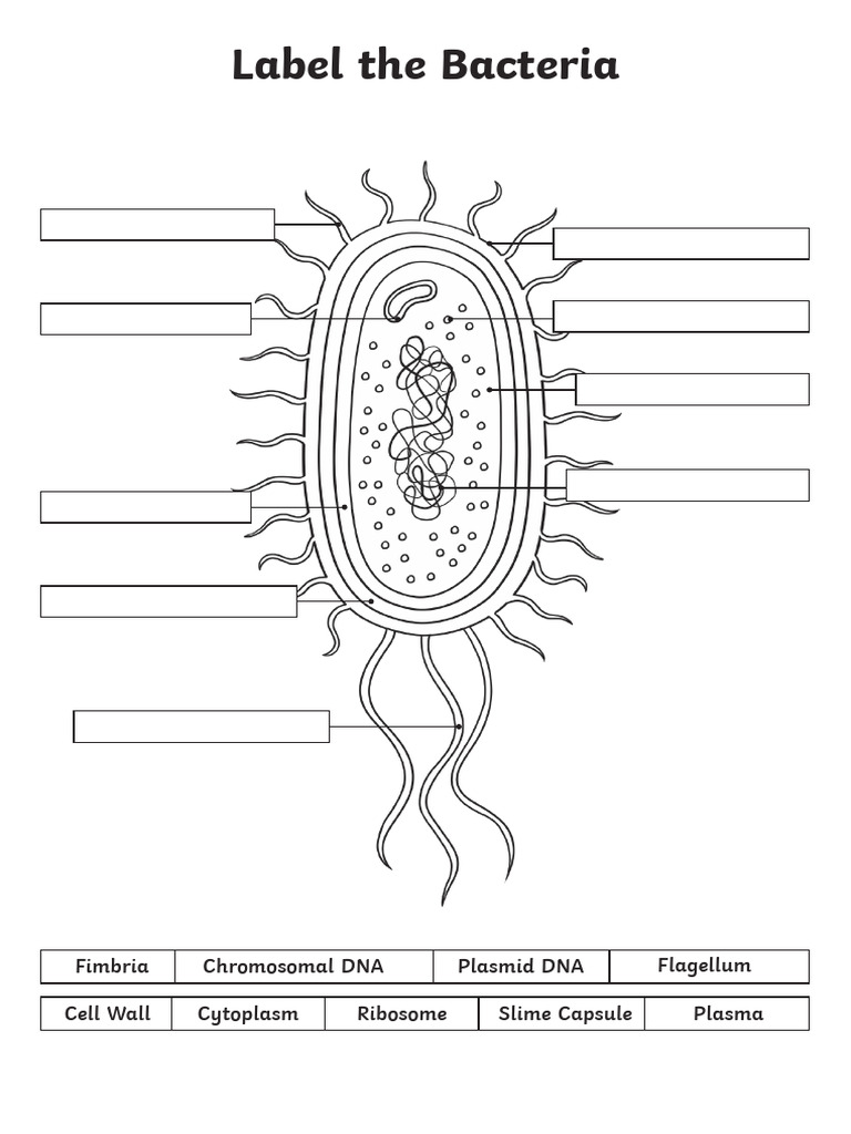 Za NST 66 BW Label The Bacteria - Ver - 1 | PDF