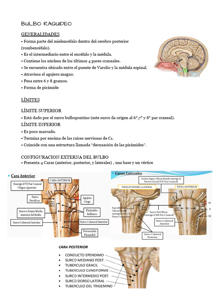 Bulbo Raquideo | PDF