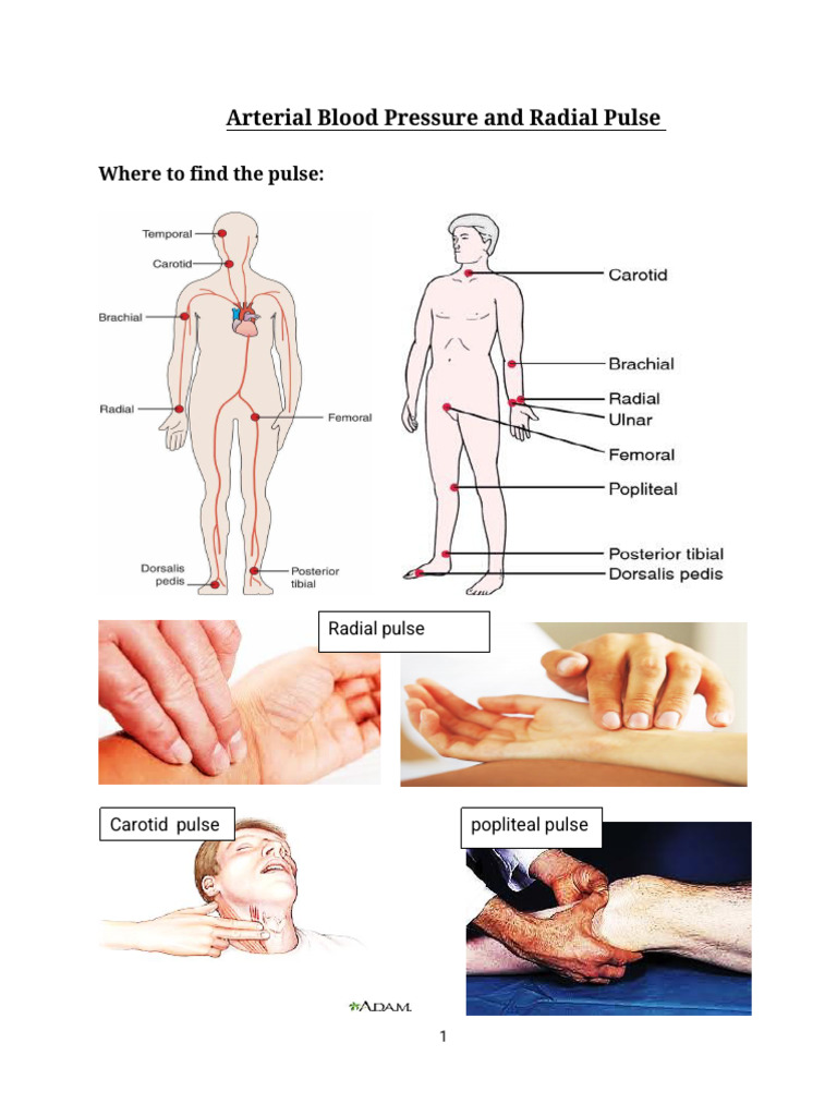 Measuring Blood Pressure and Pulse Rates | PDF | Pulse | Blood Pressure