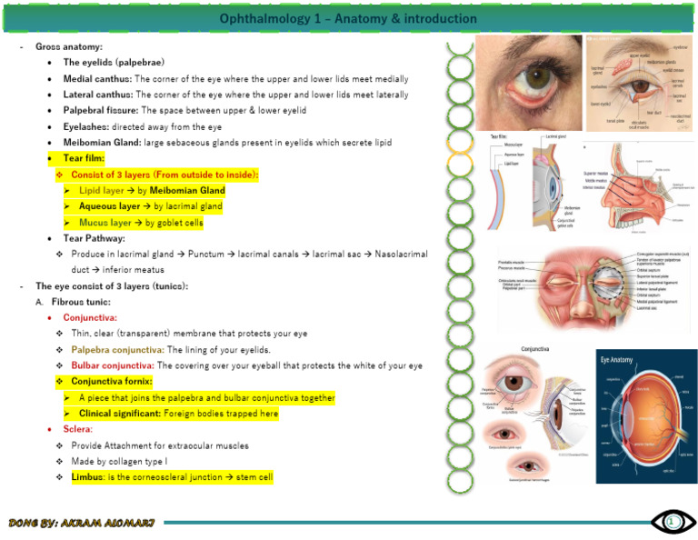Ophthalmology Anatomy Overview | PDF