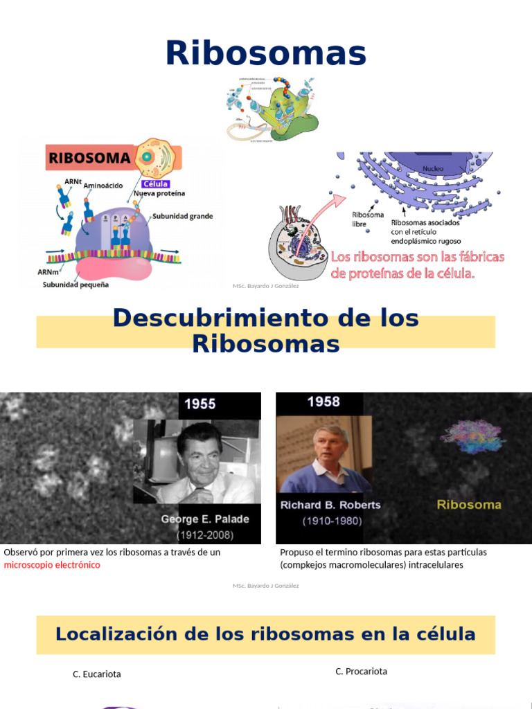 Ribosomas: Estructura y Función Celular | PDF