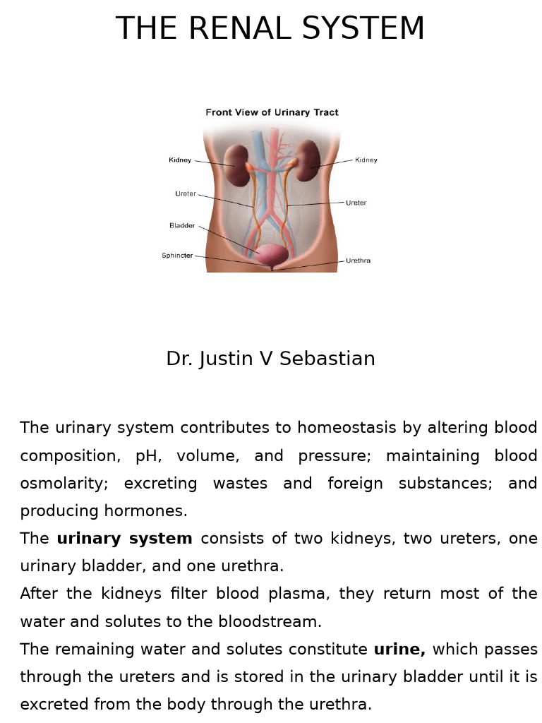 The Renal System Pdf Kidney Urination