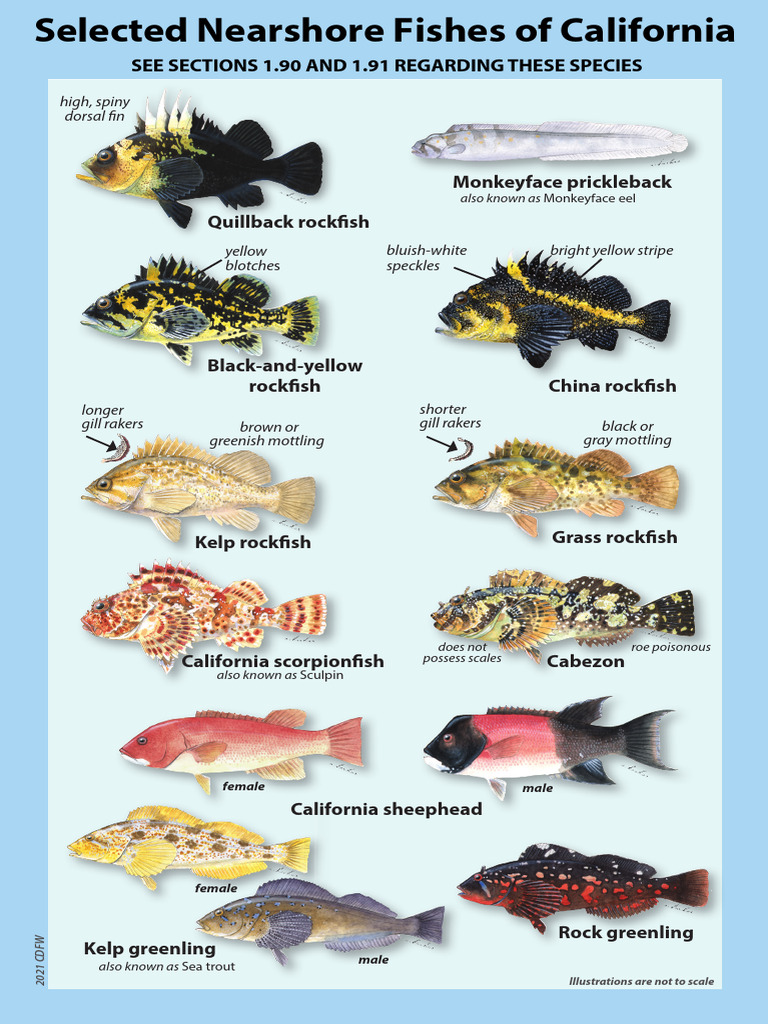 California Nearshore Fish Species Guide | PDF | Fish