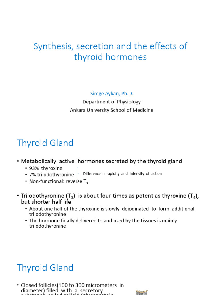 Synthesis, Secretion and The Effects of Thyroid | PDF | Thyroid ...