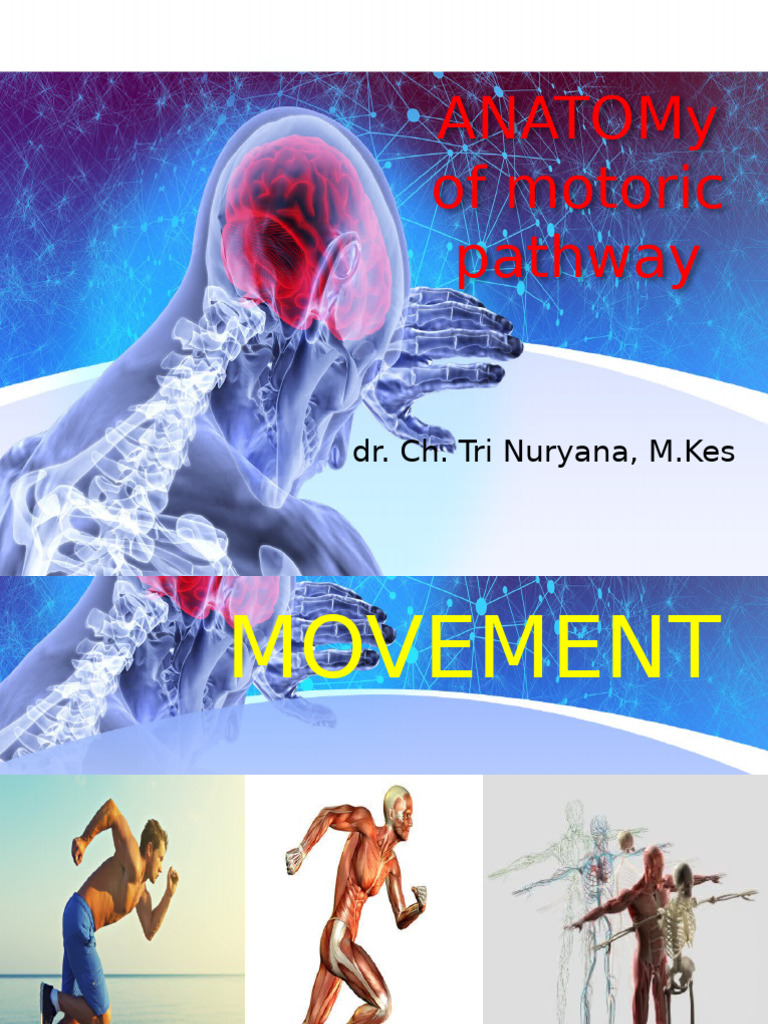 Anatomy of the Motoric Pathway | PDF | Motor Neuron | Nervous System