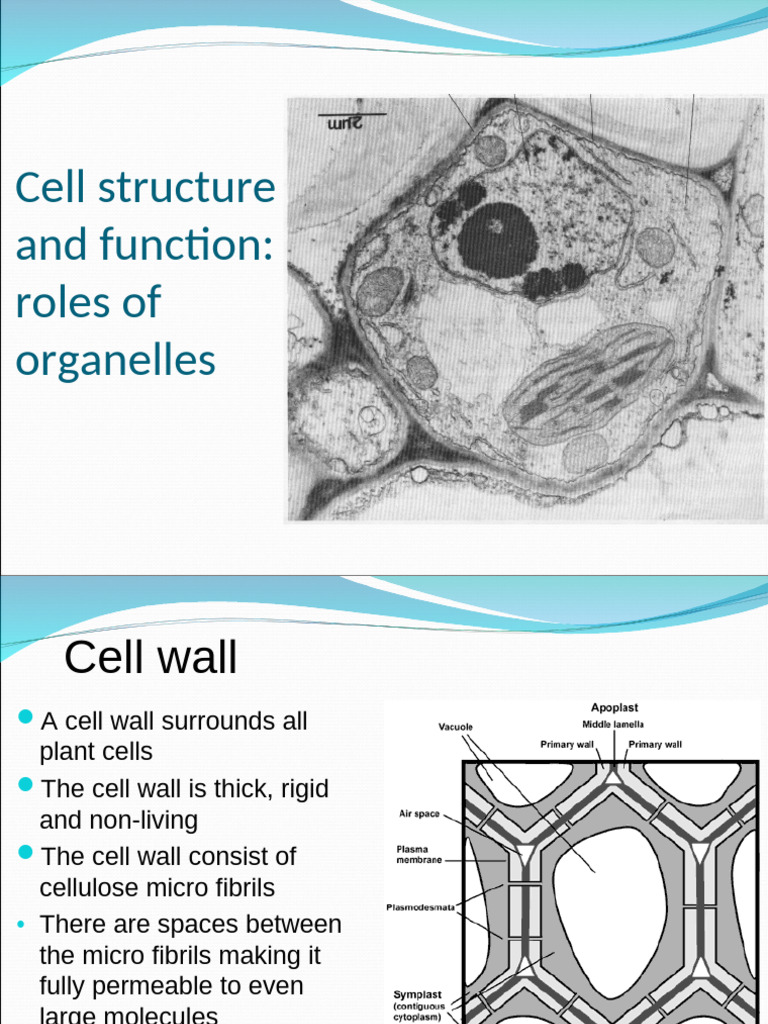5 Cell Structure and Functions | PDF | Endoplasmic Reticulum | Cell ...