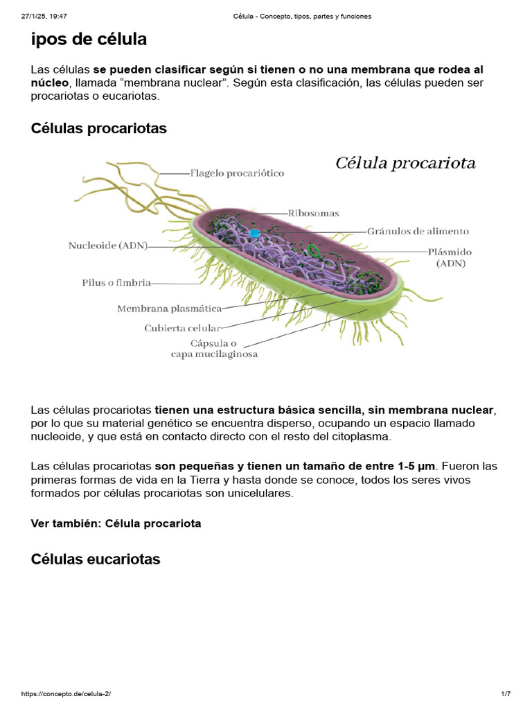 Tipos de Células: Procariotas y Eucariotas | PDF | Biología Celular ...