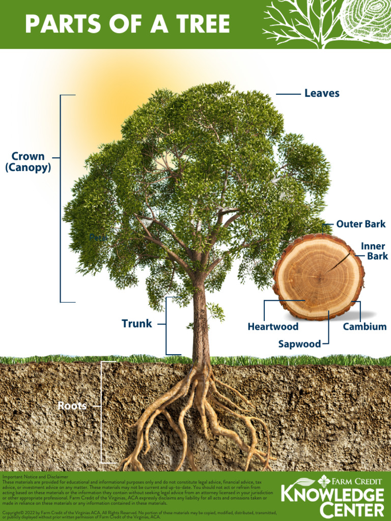 Parts of a Tree Explained | PDF