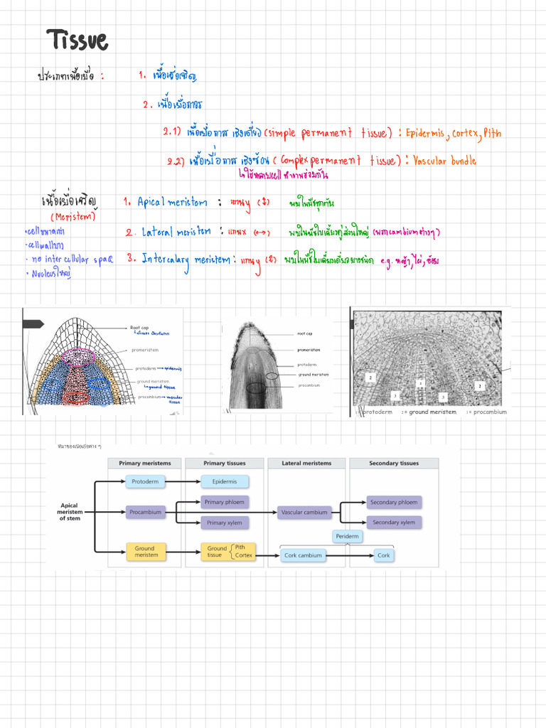 Tissue | PDF