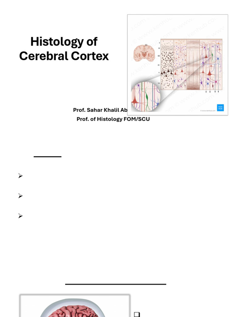 Cerebral_Cortex Sahar | PDF | Cerebral Cortex | Cerebellum