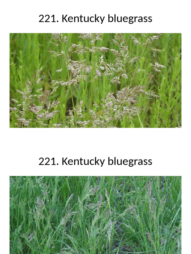 Crop Identification Guide with Photos | PDF