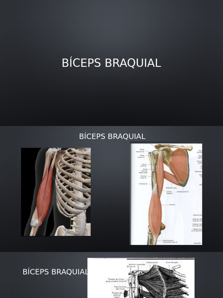 Bíceps BRAQUIAL | PDF