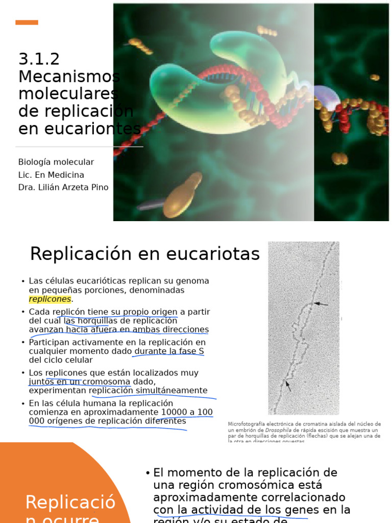 3.1.2 Replicación en Eucariotas 2022 | PDF | Replicación De Adn | Adn