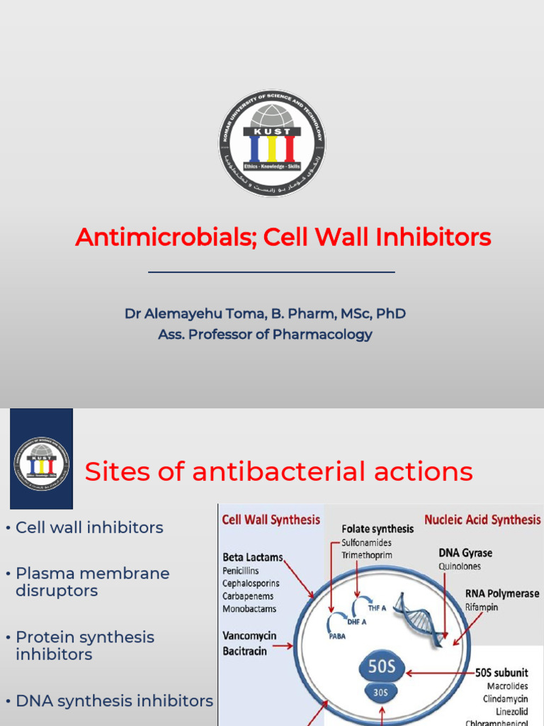 Antimicrobial Pharmacology Overview | PDF | Penicillin | Beta Lactamase