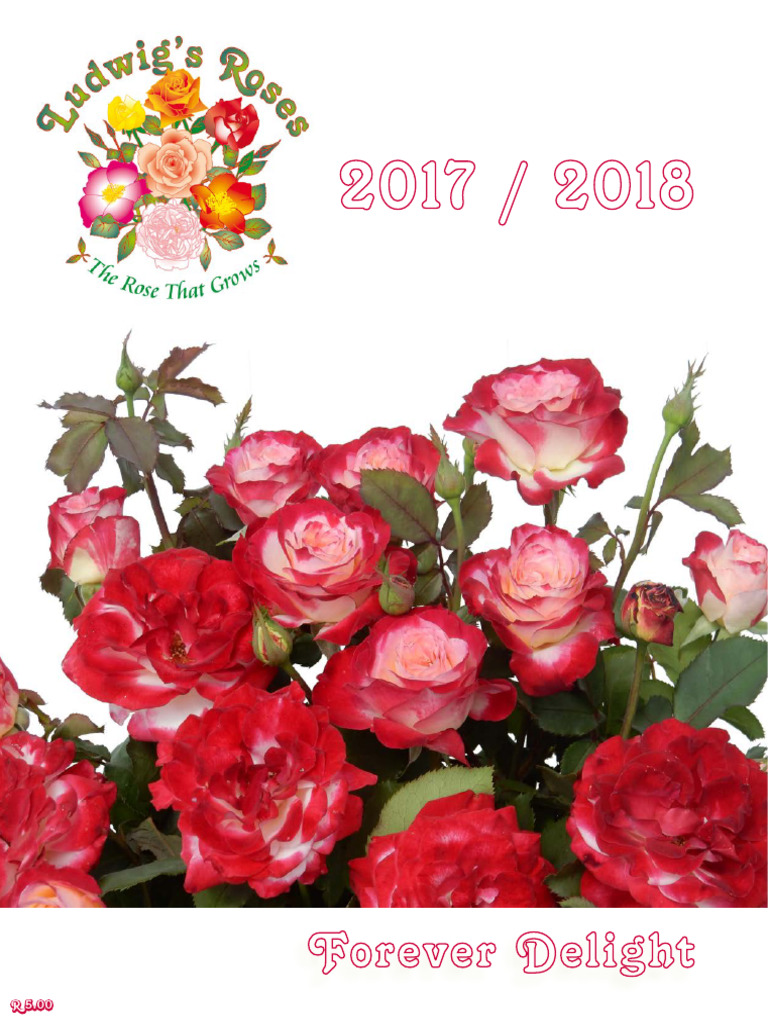 Ludwig Roses Catalogue 2025 Overview | PDF | Rose | Horticulture