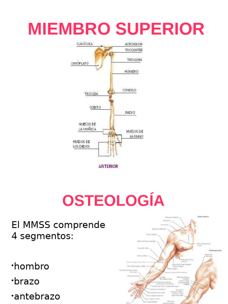 Miembro Superior | PDF | Articulaciones | Sistema musculoesquelético