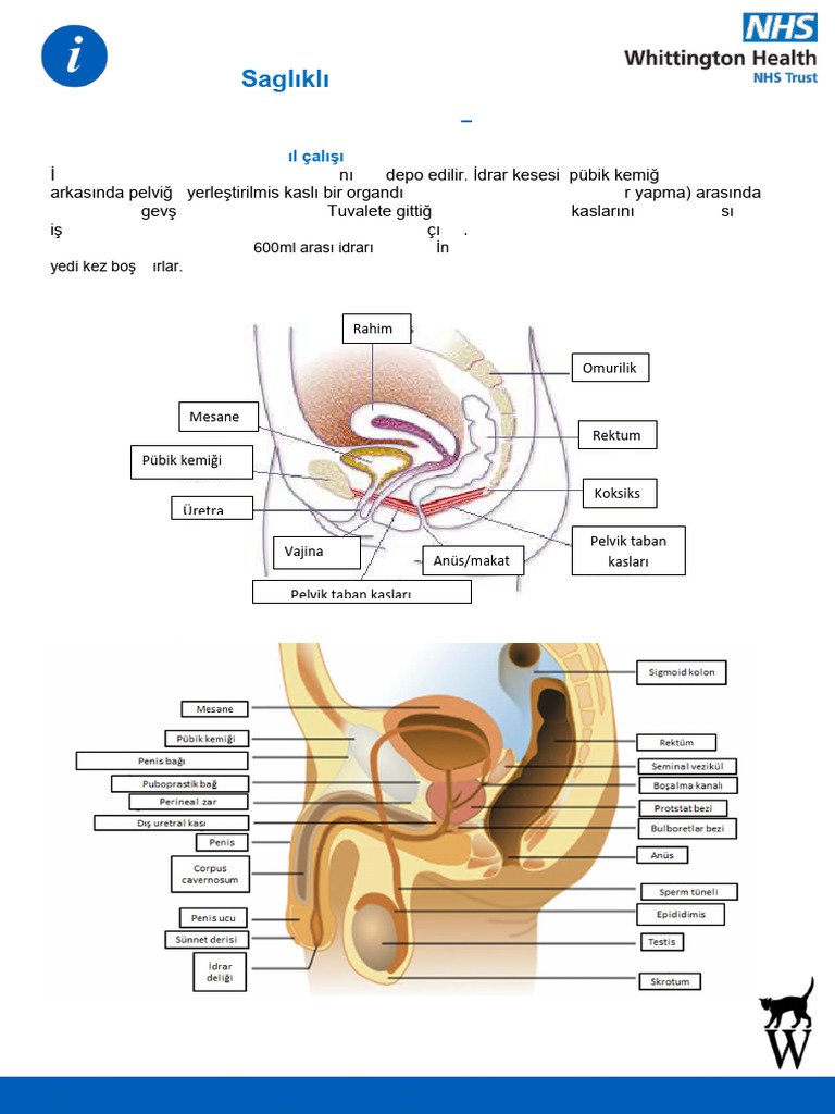 A Healthy Bladder Turkish - Final Jun20 | PDF