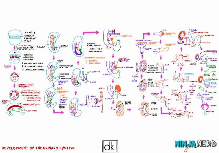 14 - Urinary System Development | PDF