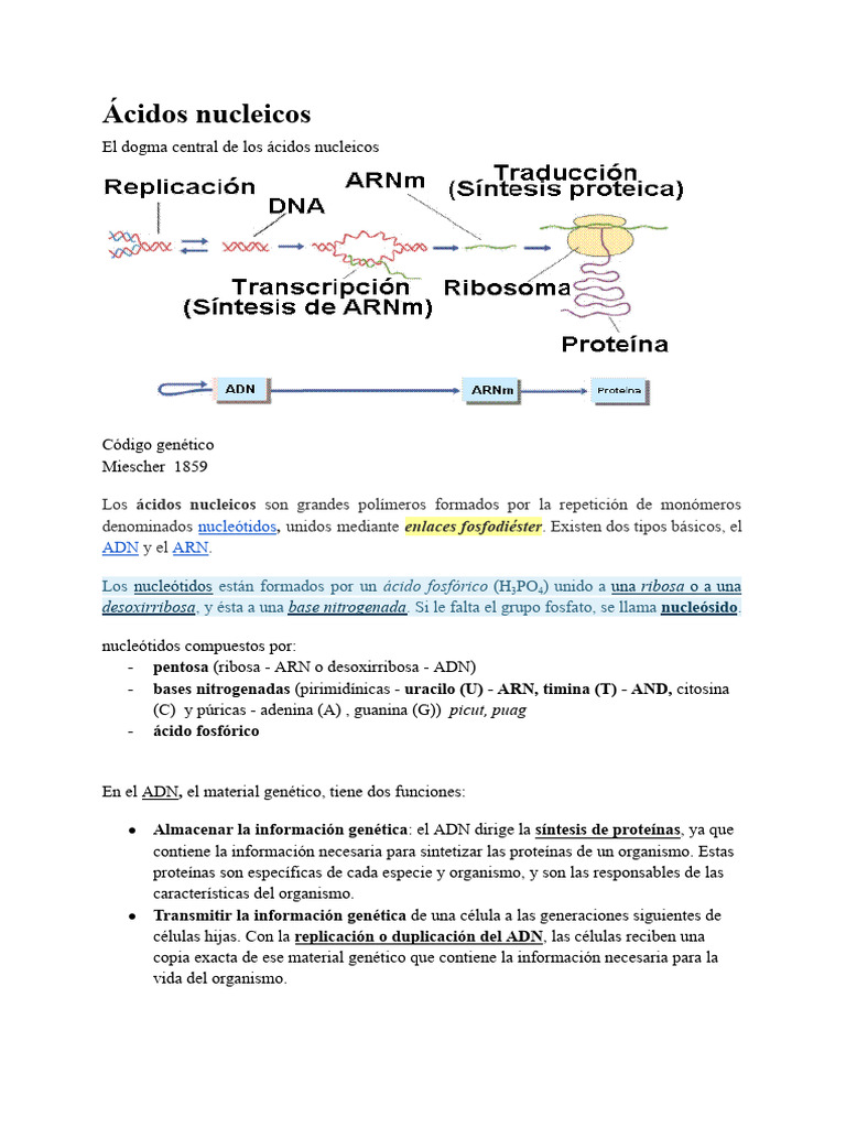 Estructura y funciones de ácidos nucleicos | PDF | Rna | Messenger Rna
