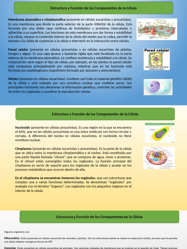 Componentes y Funciones de la Célula | PDF | Citoplasma | Biología Celular)