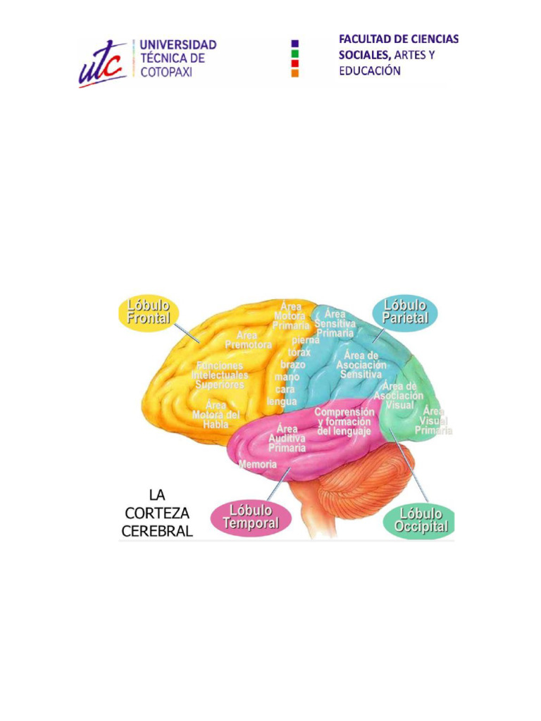 Corteza Cerebral y Conducta Humana | PDF | Cerebro | Hemisferio cerebral