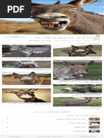 زب رائع - بحث Google‏ | PDF