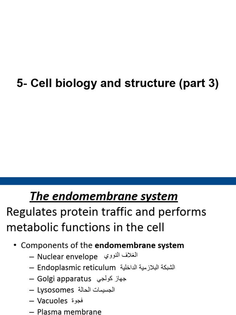 5 - Cell Biology & Structure (Part 3) | PDF | Endoplasmic Reticulum ...