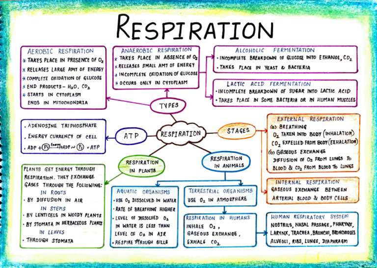 Mind Map of Respiration Processes | PDF | Cellular Respiration | Physiology