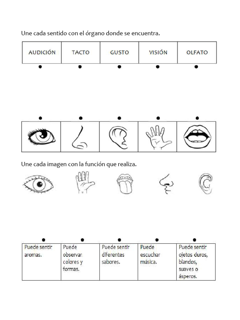 Actividades de los cinco sentidos para niños | PDF