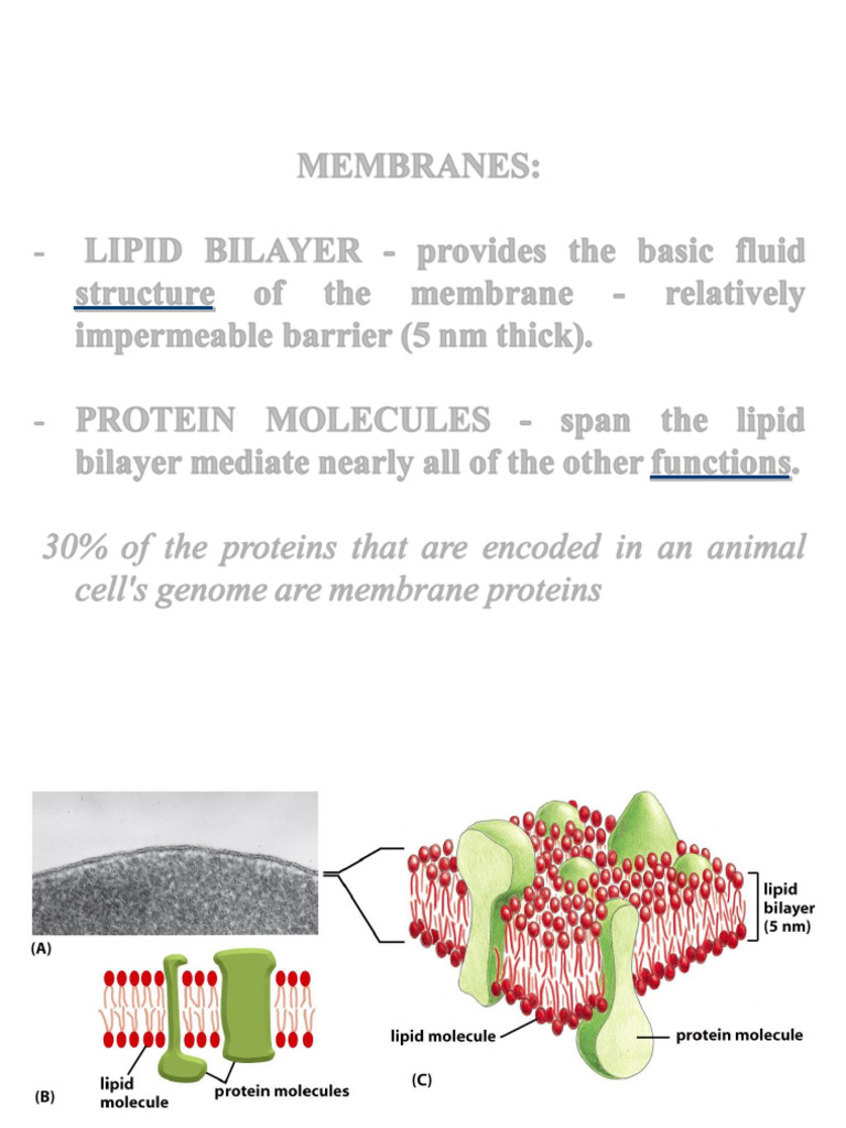 Membrane Structure and Transport Mechanisms | PDF | Cell Membrane ...