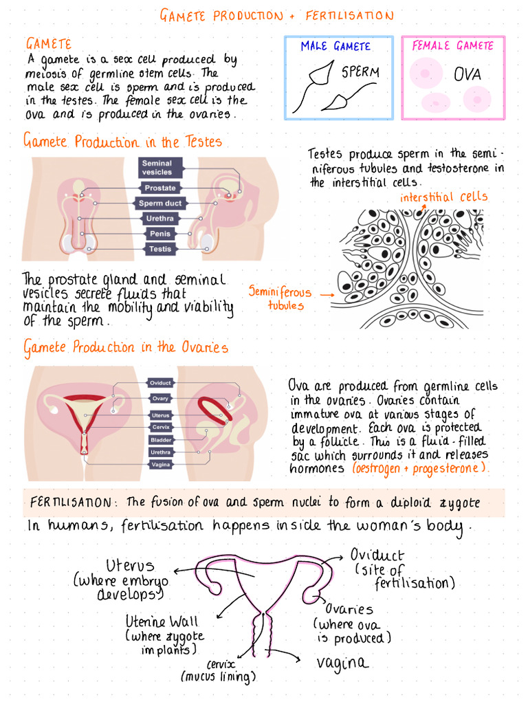 Gamete Production in Ovaries and Testes | PDF | Ovary | Fertilisation