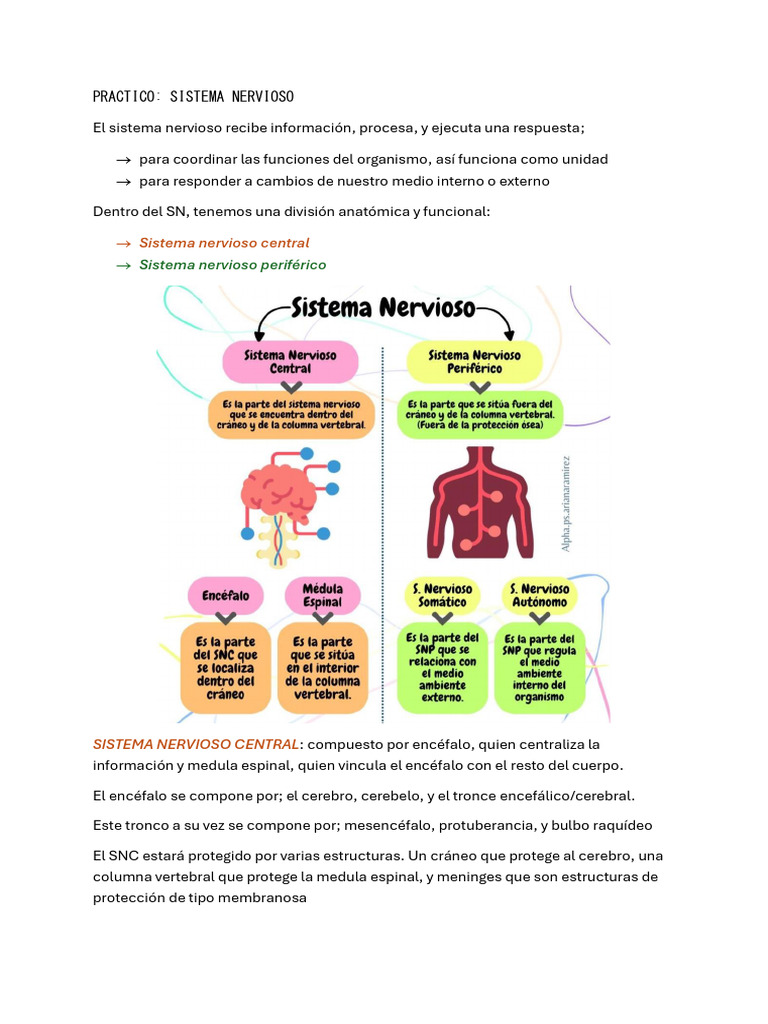RESUMEN Neuro 1°parcial Kufa | PDF | Sinapsis | Neurona
