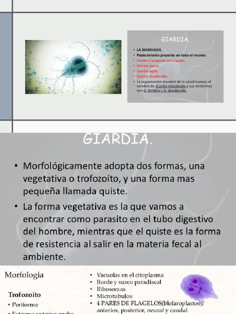 Giardia Lamblia | PDF