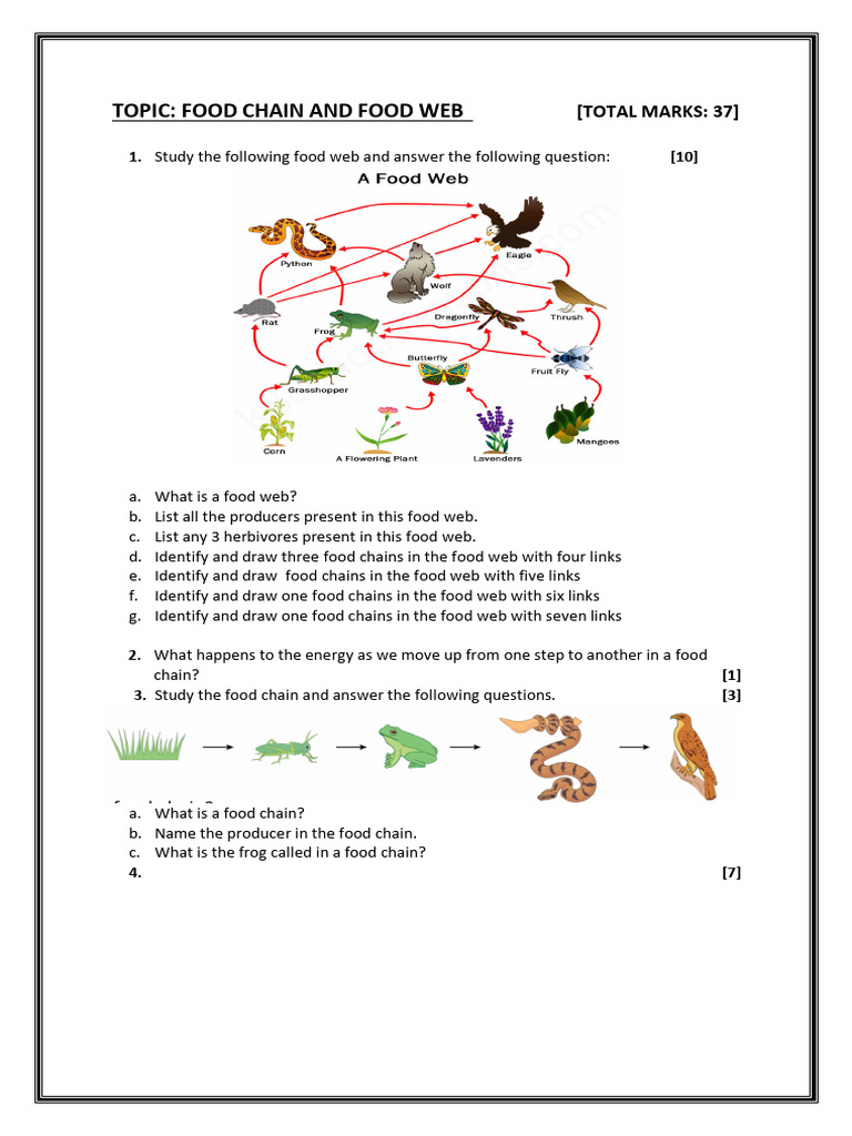 Food Chain and Web Study Guide | PDF