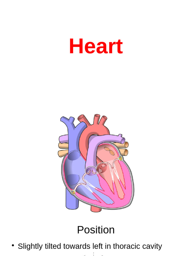 Heart's Leftward Tilt Explained | PDF