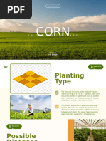 Corn Farming Guide for Farmers | PDF | Fertilizer | Maize