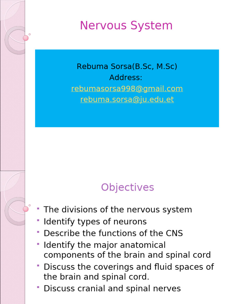 Overview of the Nervous System Functions | PDF | Cerebrum | Neuron