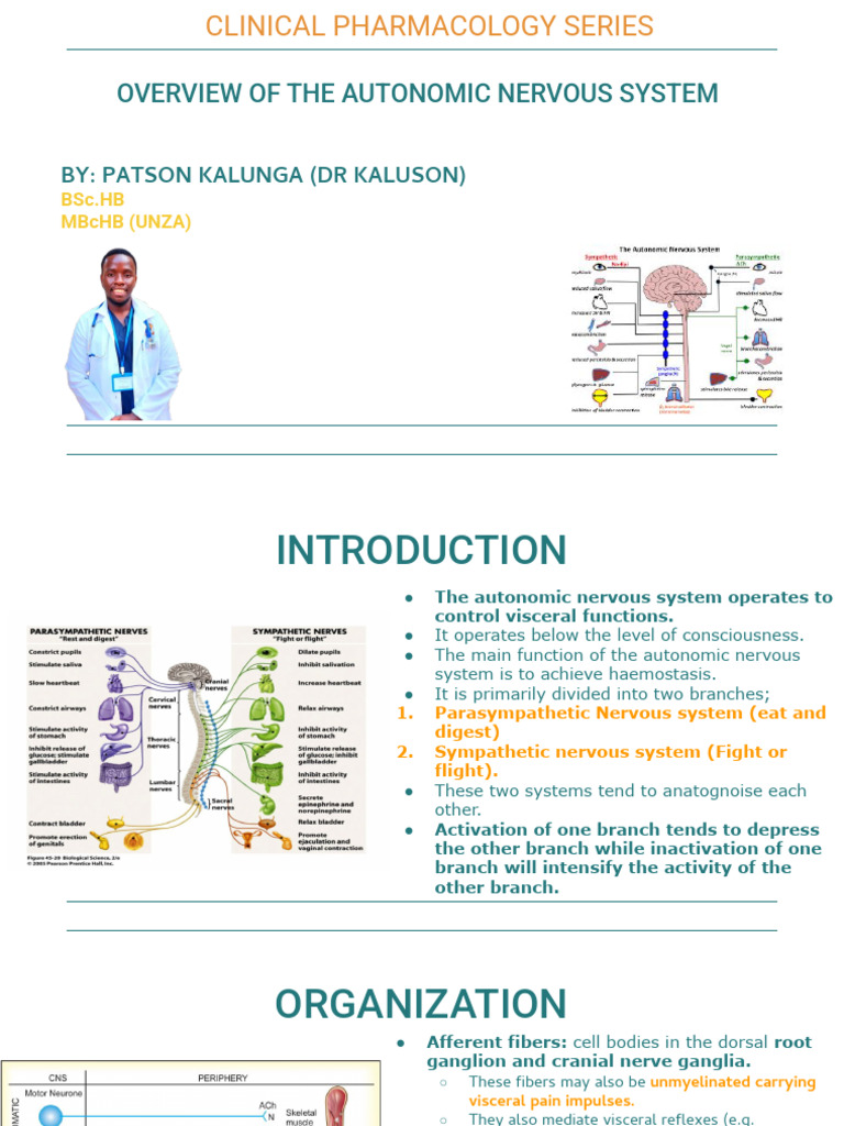 Overview of the Autonomic Nervous System | PDF | Acetylcholine ...