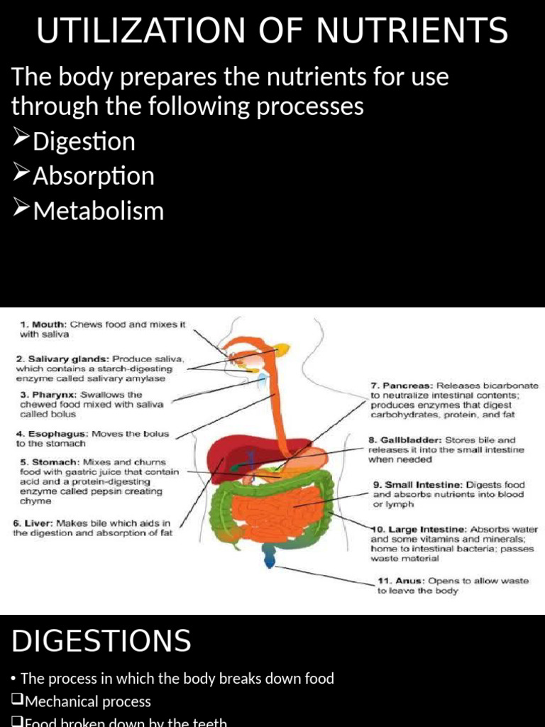 BCH 313 Utilization of Nutrients | PDF | Digestion | Human Body