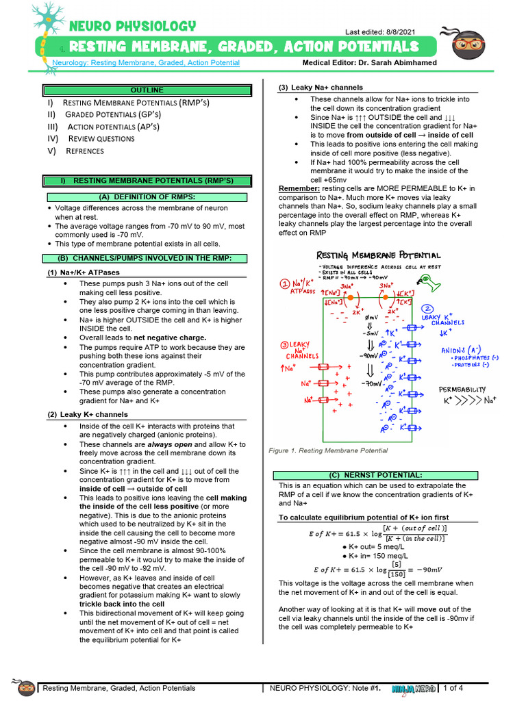 RMP, Graded & Action Potentials | PDF | Inhibitory Postsynaptic ...