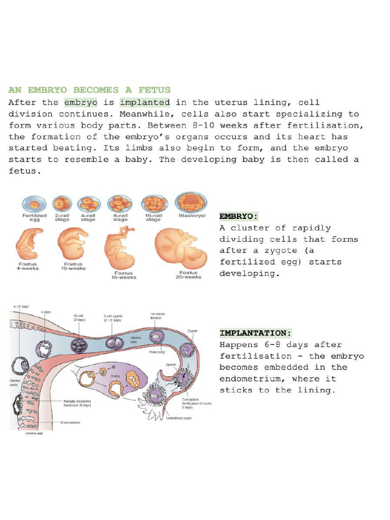 Process of Fertilization and Implantation | PDF