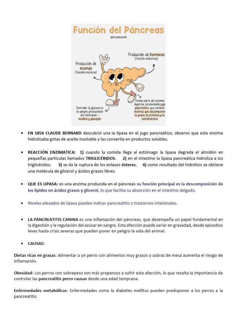 Lipasa Y Pancreatitis En Perros Causas Y S ntomas PDF 
