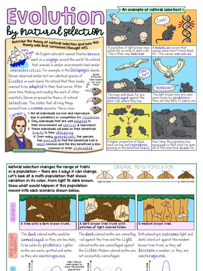 08 Evolution and Natural Selection - Completed Example | PDF | Natural ...