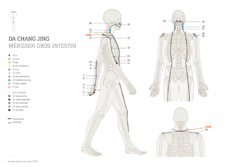 Meridien Gi | PDF