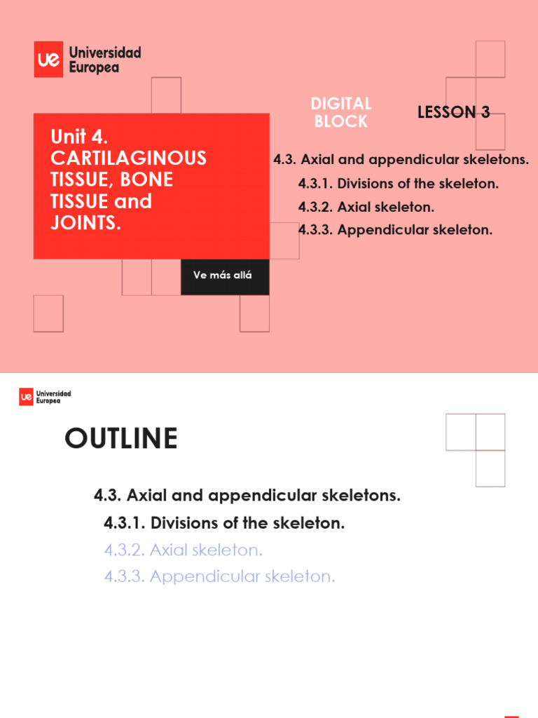 AP+i.+Unit+4.3+the+Skeletal+System +Digital+Block | PDF | Vertebra ...