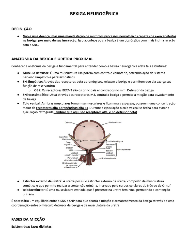 BEXIGA NEUROGÊNICA.docx | PDF | Micção | Músculo